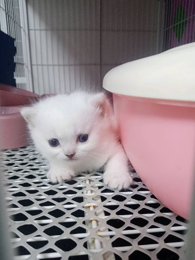 猫图片|宠物猫|猫咪|