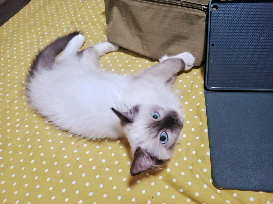 猫图片|宠物猫|猫咪|