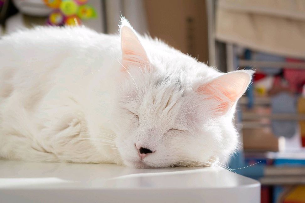 猫图片|宠物猫|猫咪|