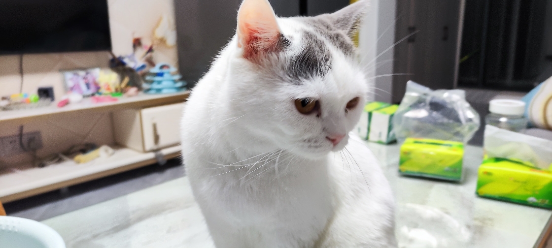 猫图片|宠物猫|猫咪|