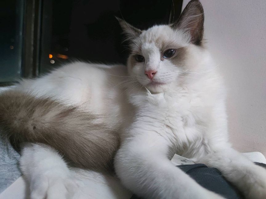 猫图片|宠物猫|猫咪|