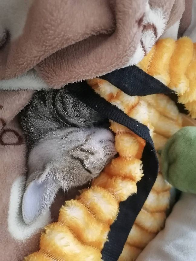 猫图片|宠物猫|猫咪|