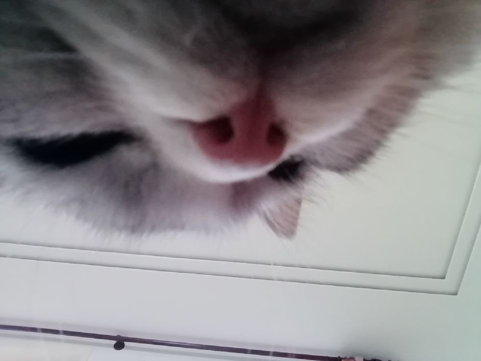 猫图片|宠物猫|猫咪|