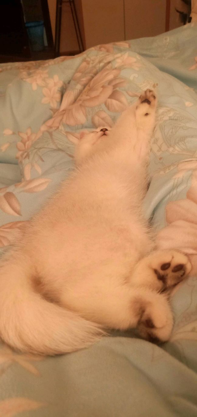 猫图片|宠物猫|猫咪|