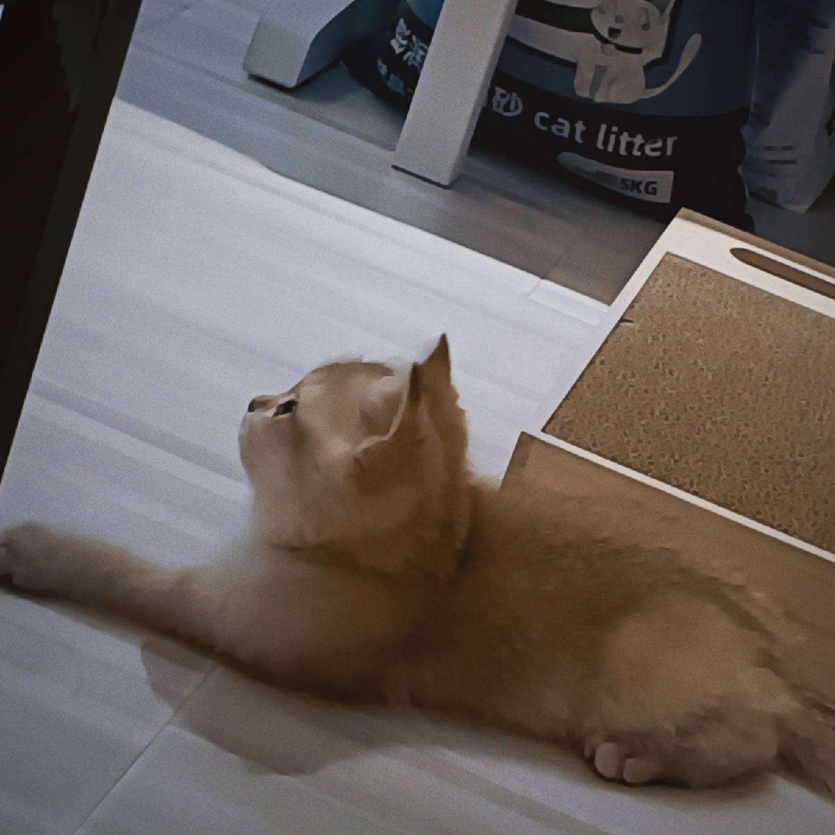 猫图片|宠物猫|猫咪|