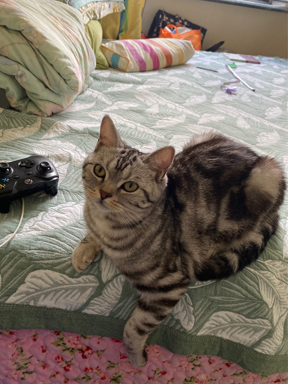 猫图片|宠物猫|猫咪|