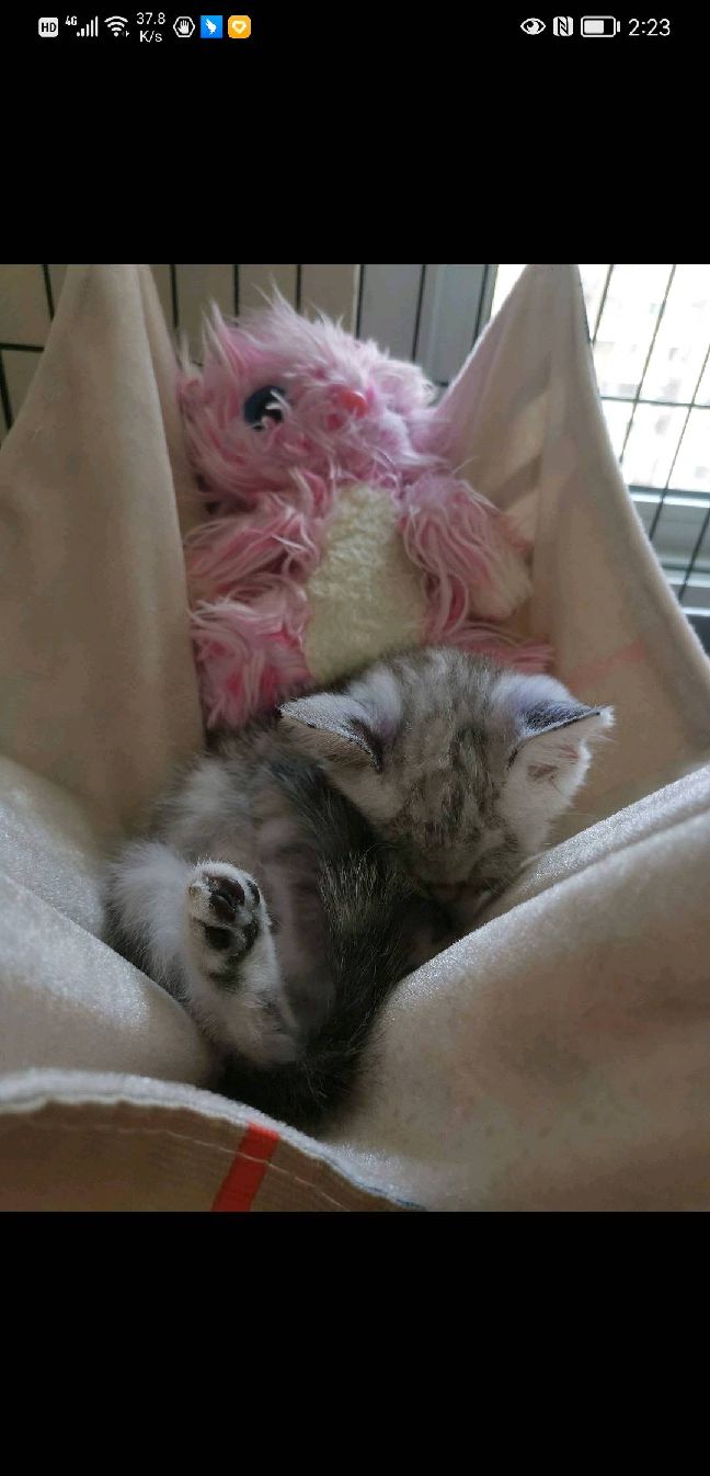 猫图片|宠物猫|猫咪|