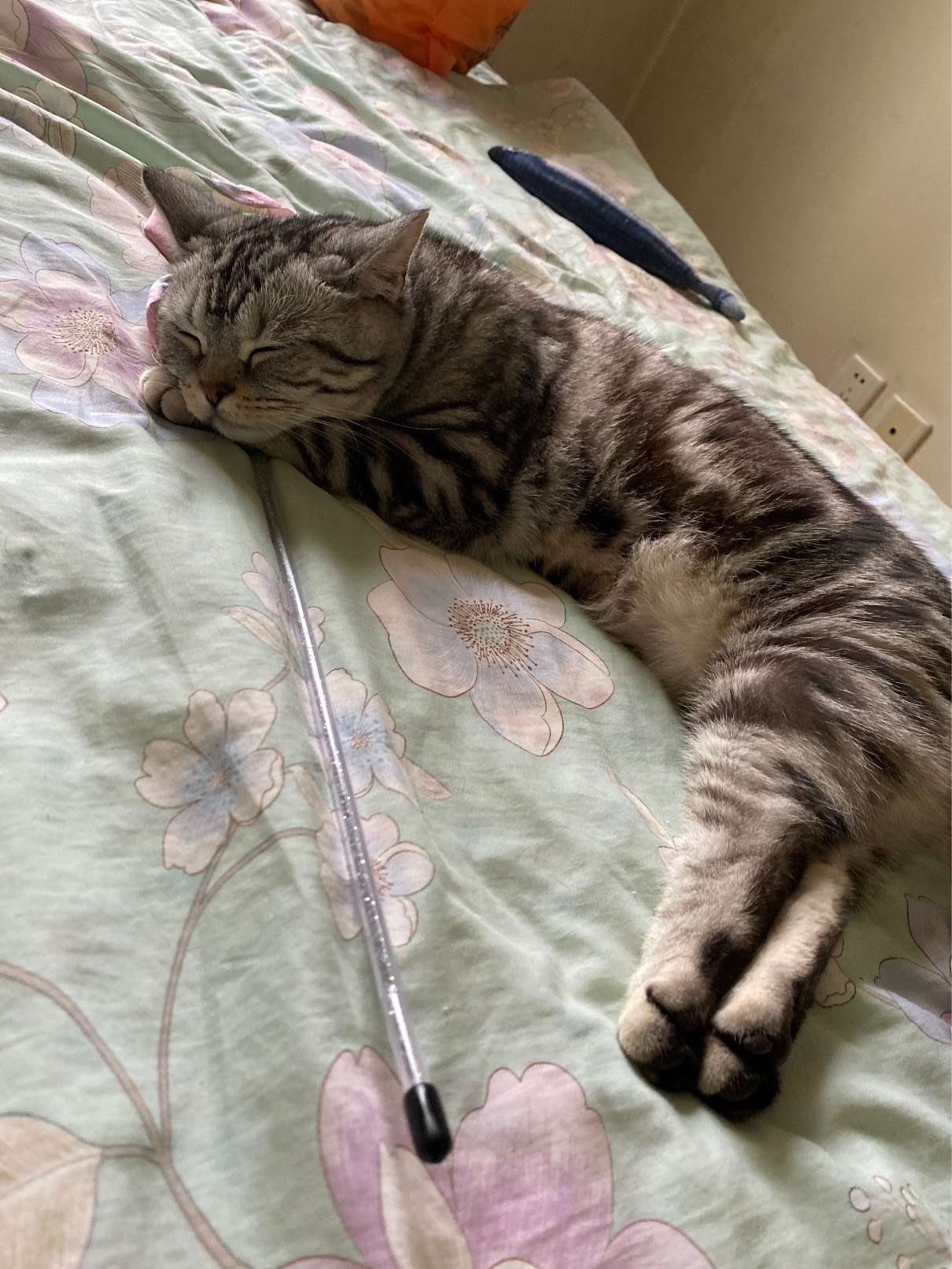 猫图片|宠物猫|猫咪|