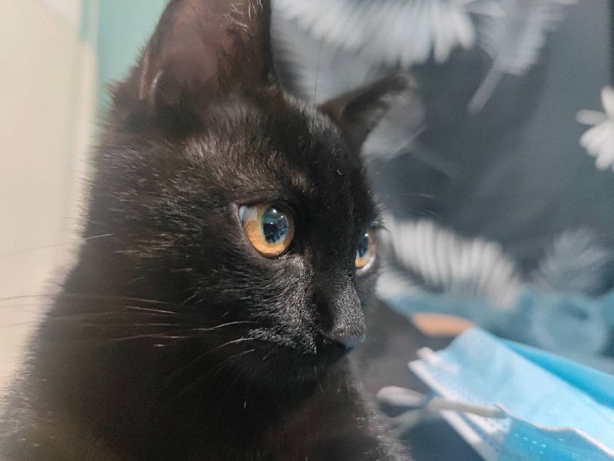 猫图片|宠物猫|猫咪|