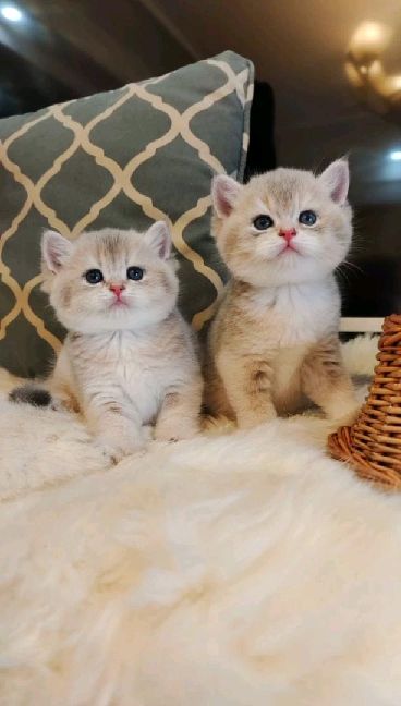 猫图片|宠物猫|猫咪|