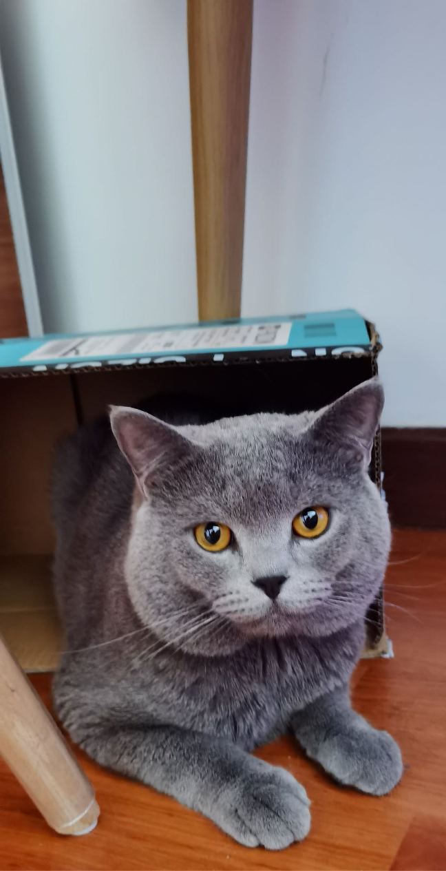 猫图片|宠物猫|猫咪|