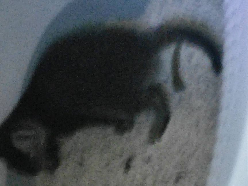 猫图片|宠物猫|猫咪|