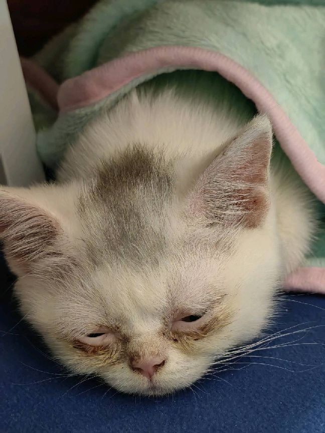 猫图片|宠物猫|猫咪|