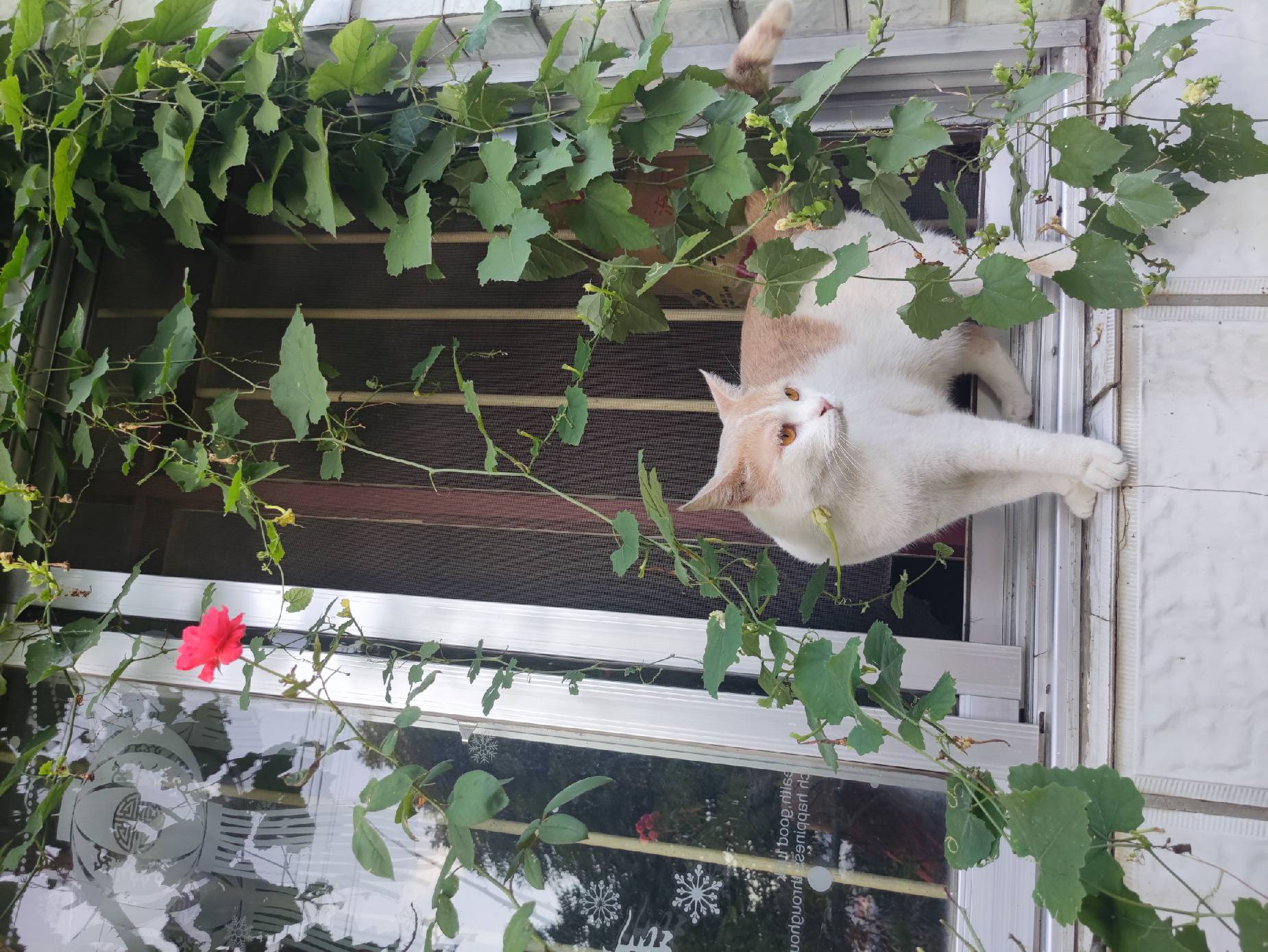 猫图片|宠物猫|猫咪|