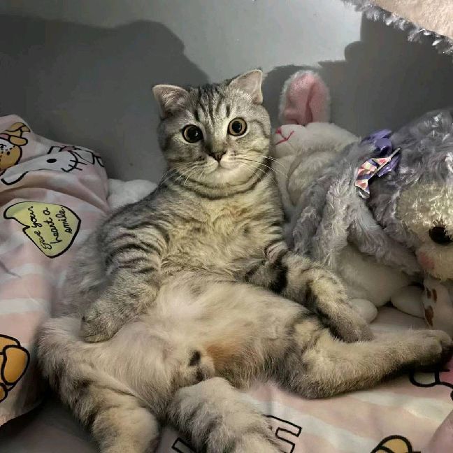 猫图片|宠物猫|猫咪|