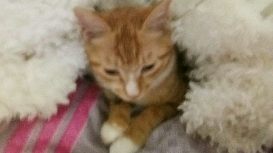 猫图片|宠物猫|猫咪|