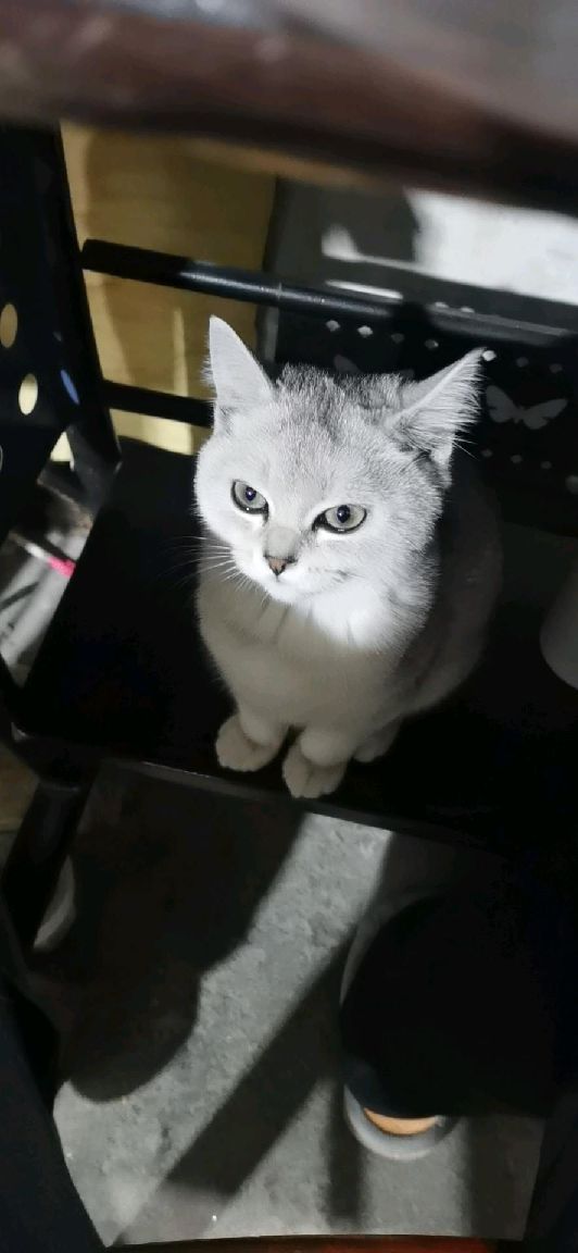 猫图片|宠物猫|猫咪|