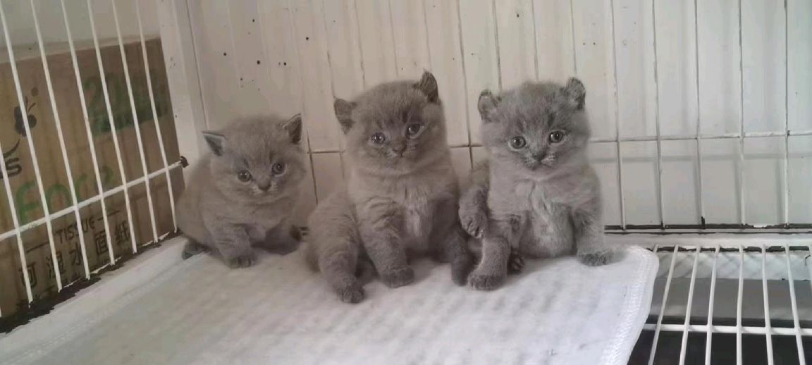 猫图片|宠物猫|猫咪|