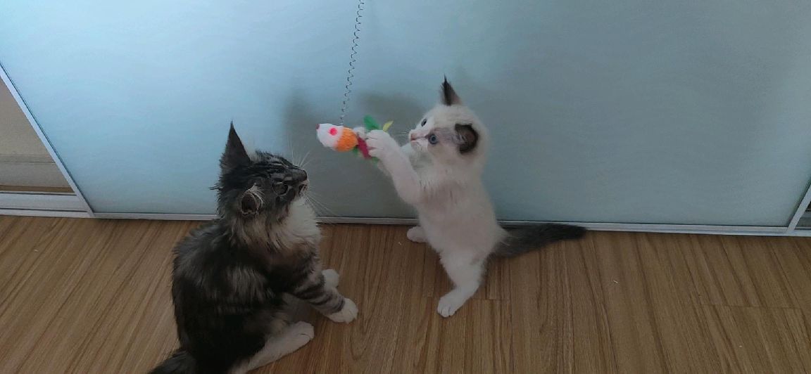 猫图片|宠物猫|猫咪|