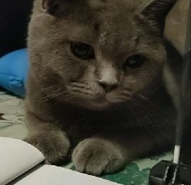 猫图片|宠物猫|猫咪|