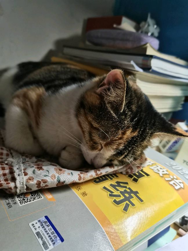 猫图片|宠物猫|猫咪|