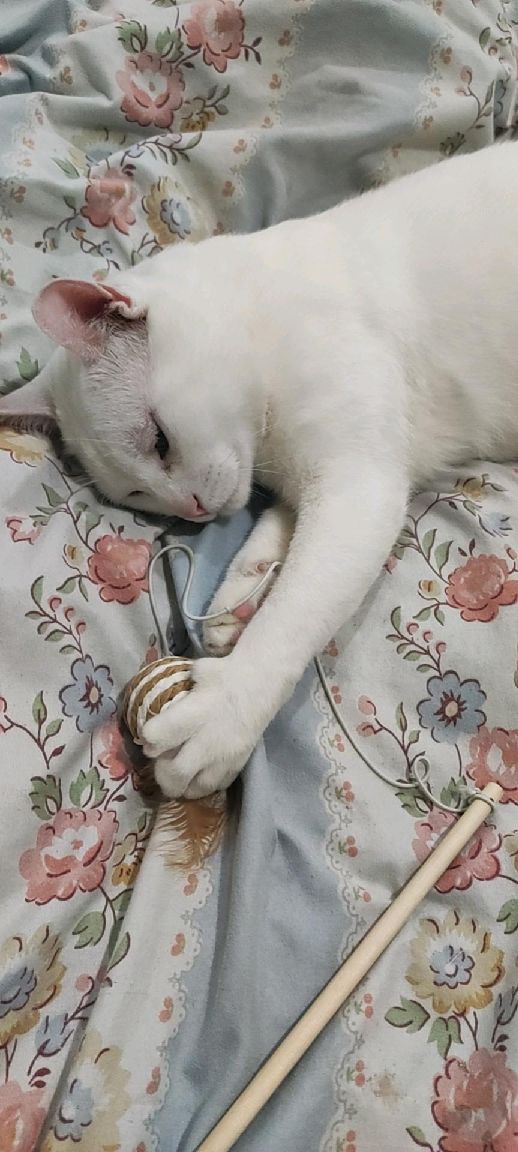 猫图片|宠物猫|猫咪|