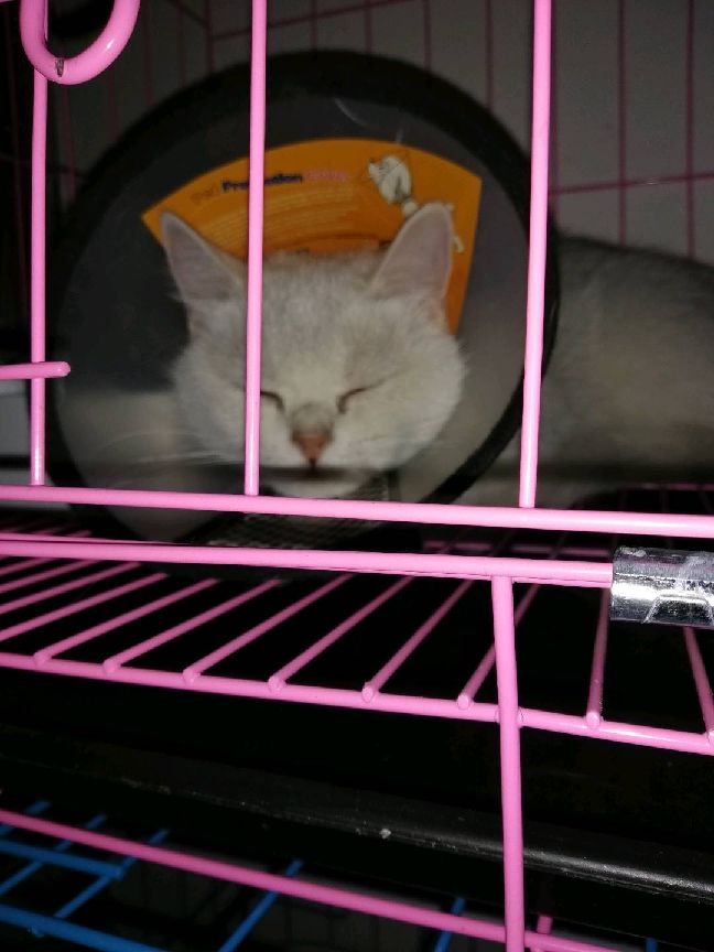 猫图片|宠物猫|猫咪|