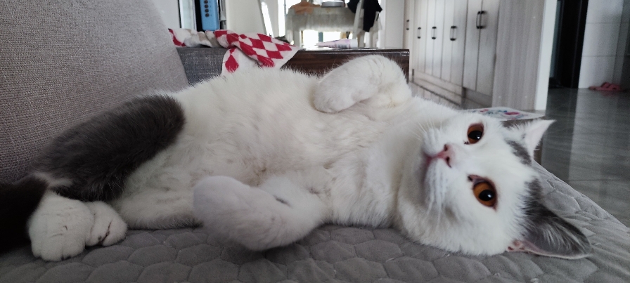 猫图片|宠物猫|猫咪|