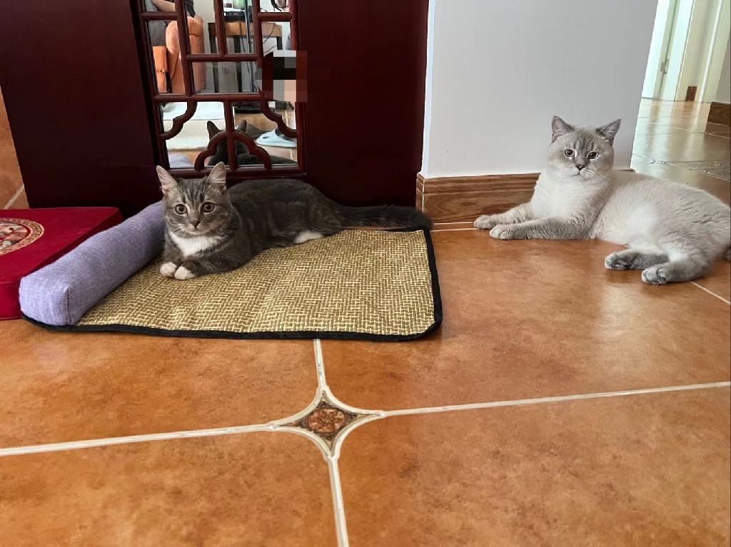 猫图片|宠物猫|猫咪|