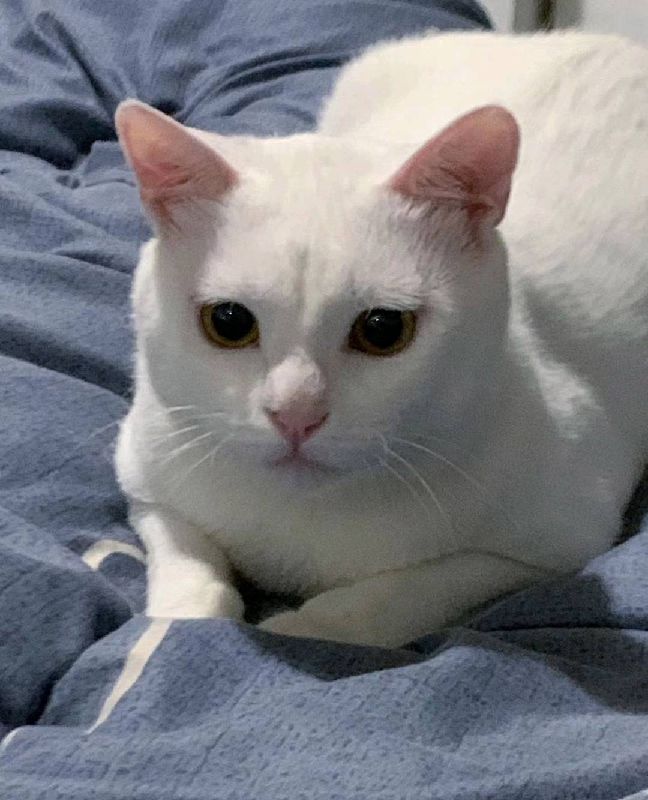 猫图片|宠物猫|猫咪|