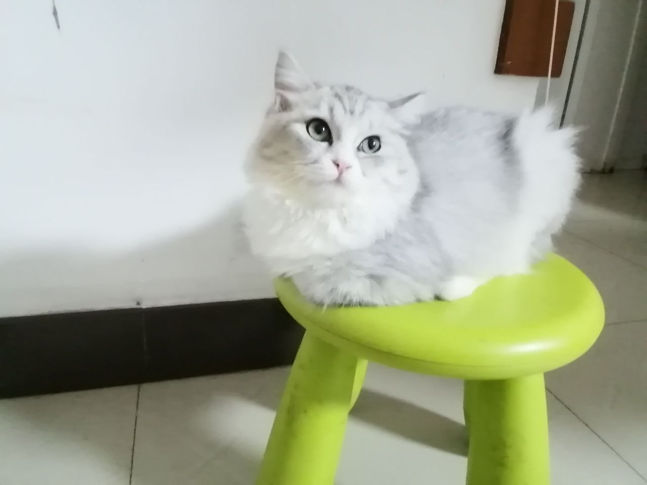 猫图片|宠物猫|猫咪|