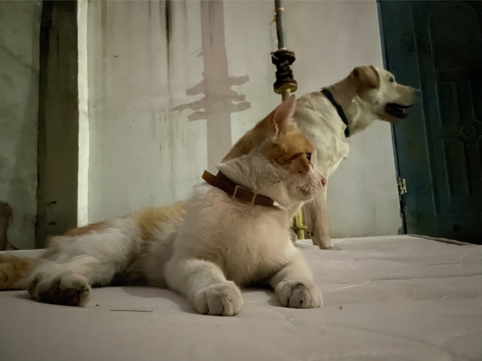 猫图片|宠物猫|猫咪|