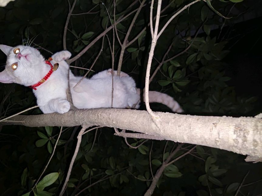 猫图片|宠物猫|猫咪|