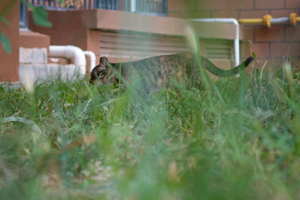 猫图片|宠物猫|猫咪|