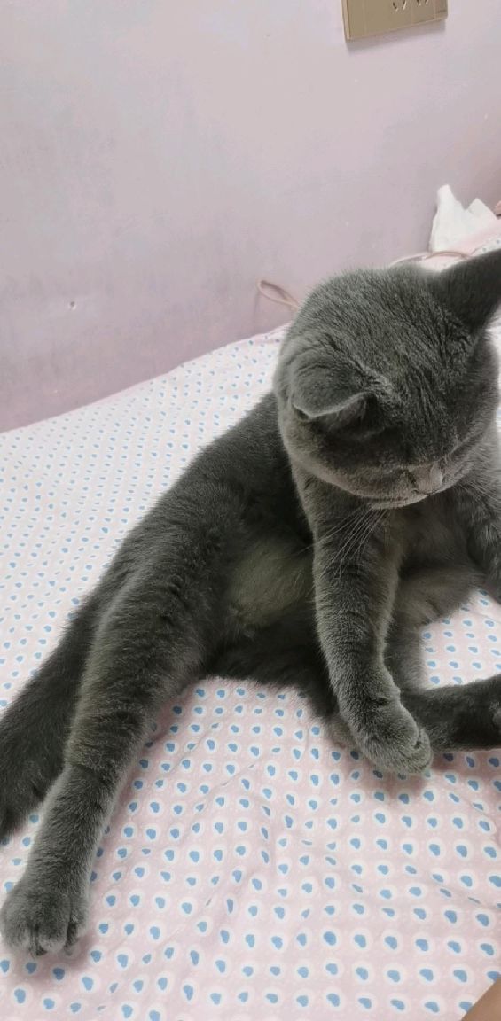 猫图片|宠物猫|猫咪|