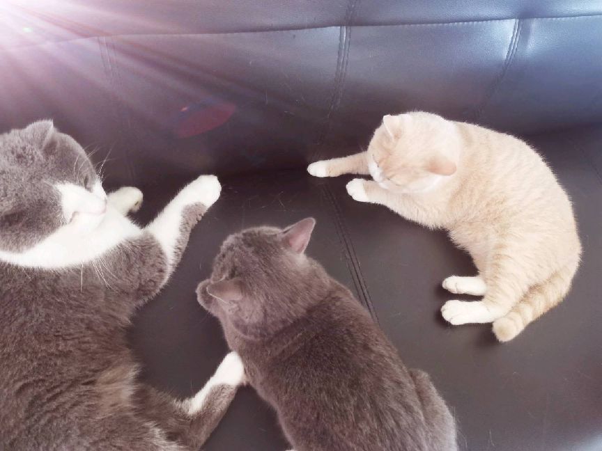 猫图片|宠物猫|猫咪|