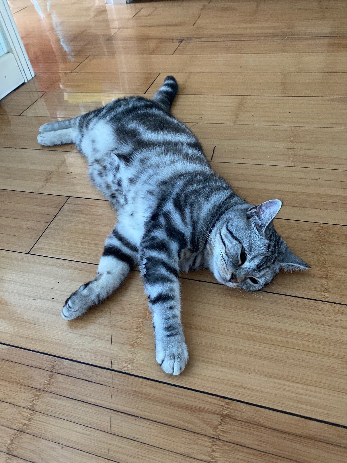 猫图片|宠物猫|猫咪|