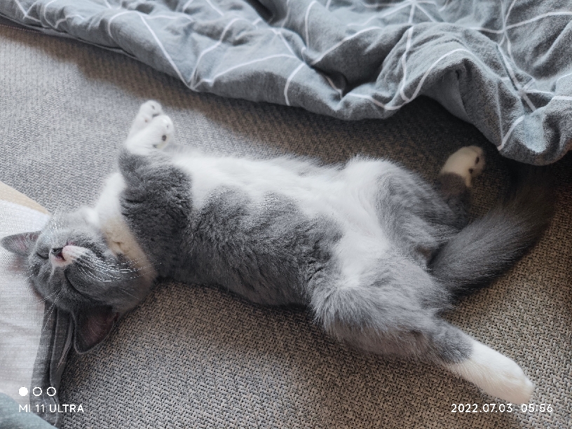 猫图片|宠物猫|猫咪|