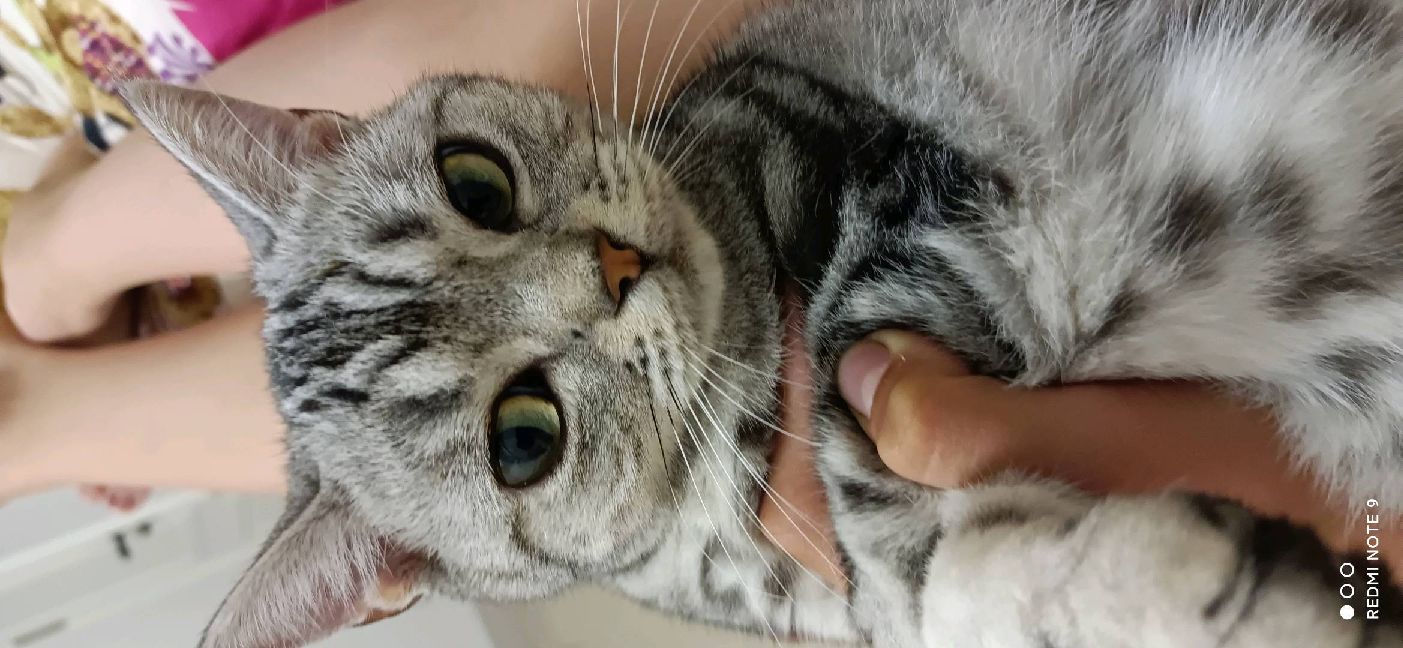 猫图片|宠物猫|猫咪|