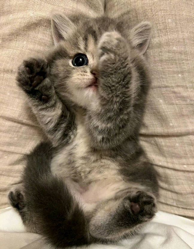 猫图片|宠物猫|猫咪|