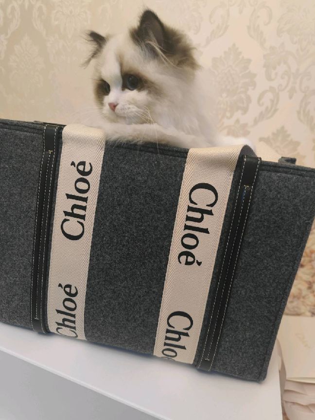 猫图片|宠物猫|猫咪|