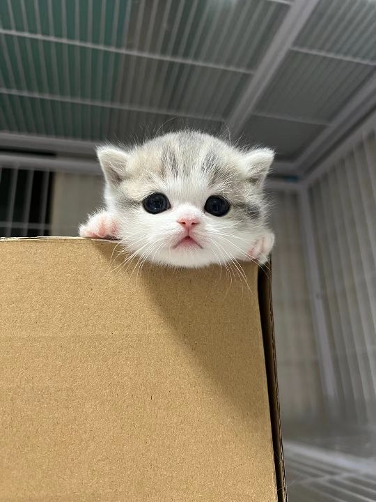 猫图片|宠物猫|猫咪|