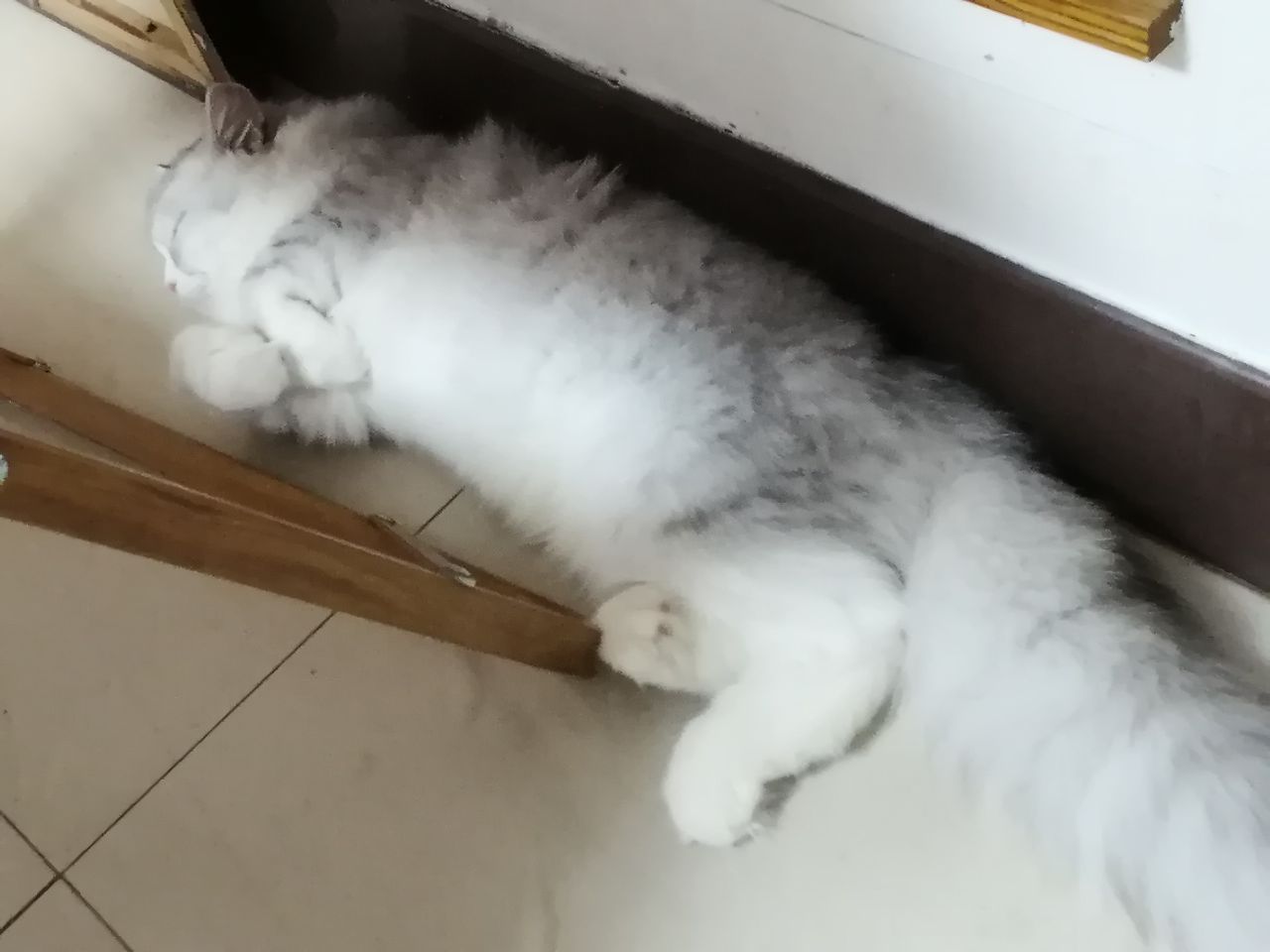 猫图片|宠物猫|猫咪|