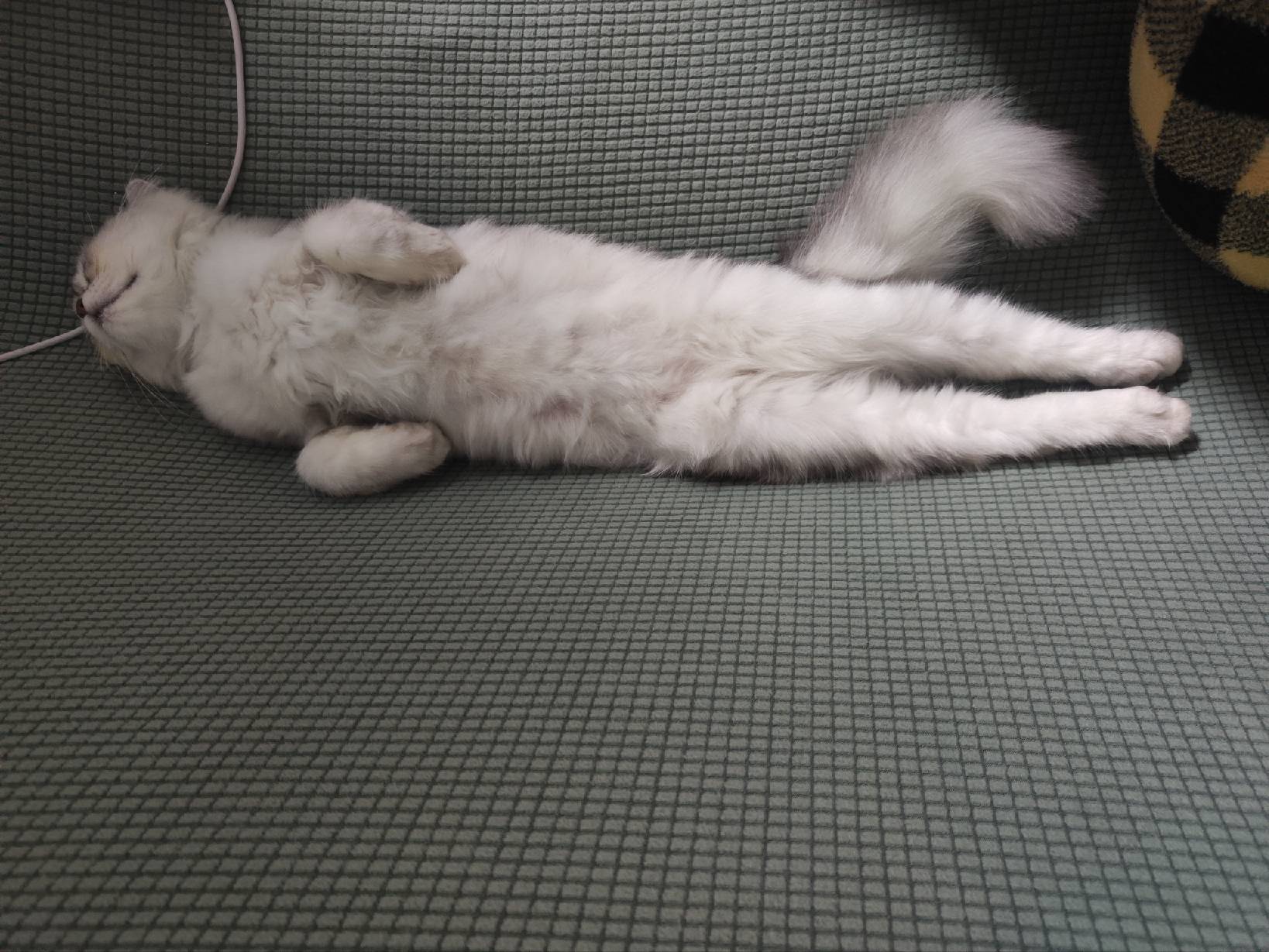 猫图片|宠物猫|猫咪|