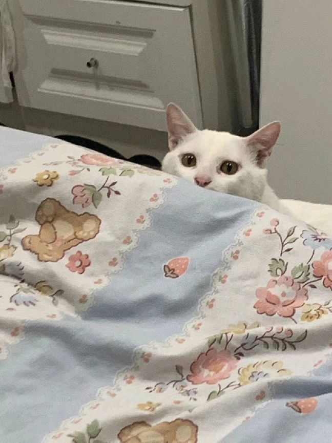 猫图片|宠物猫|猫咪|