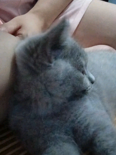 猫图片|宠物猫|猫咪|