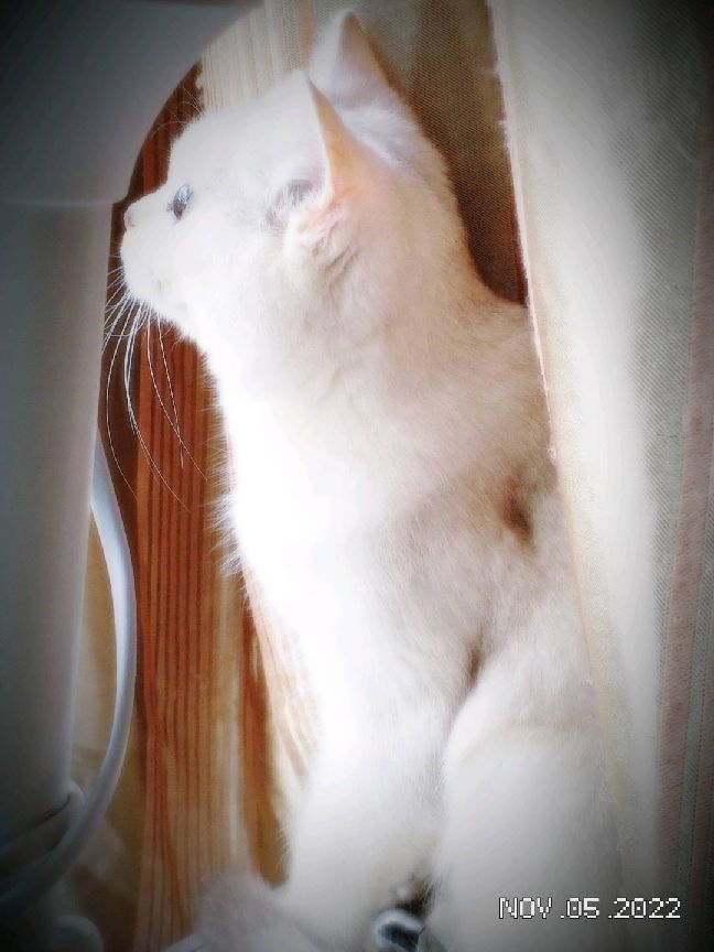 猫图片|宠物猫|猫咪|