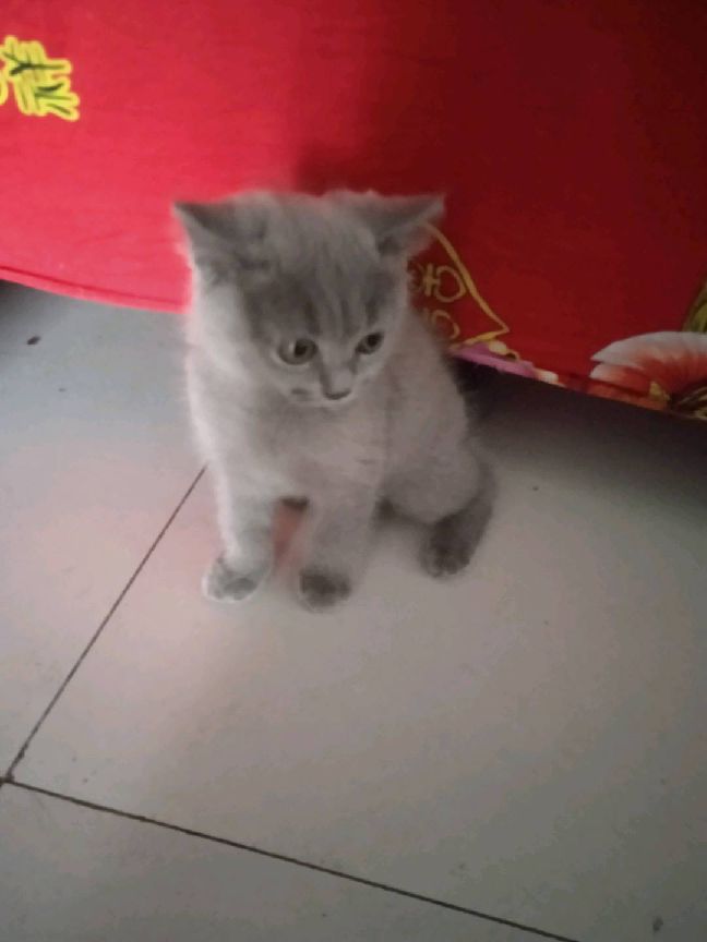 猫图片|宠物猫|猫咪|