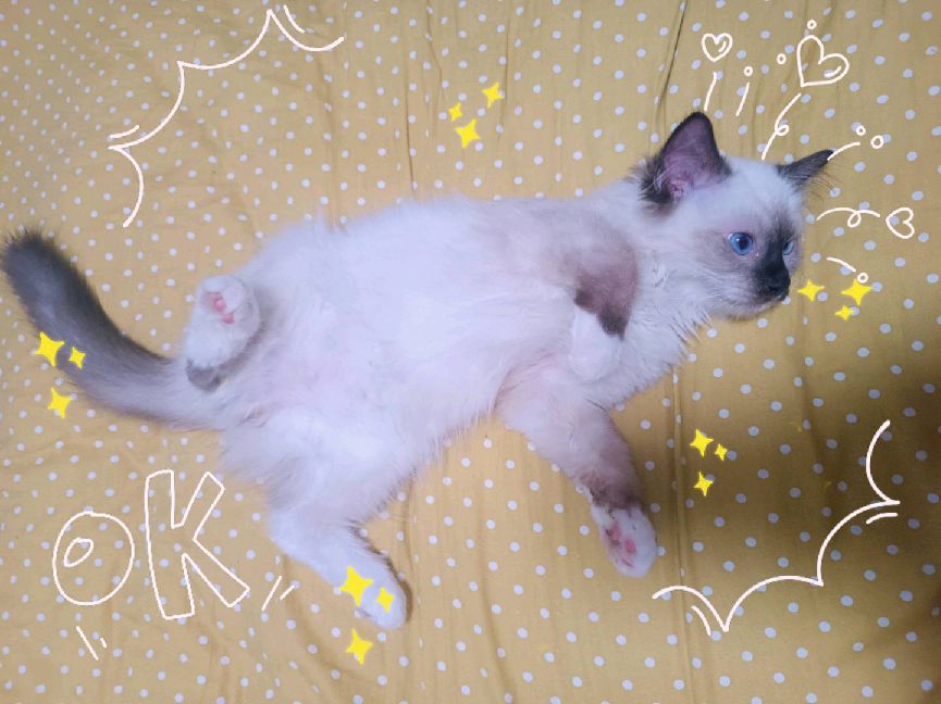 猫图片|宠物猫|猫咪|