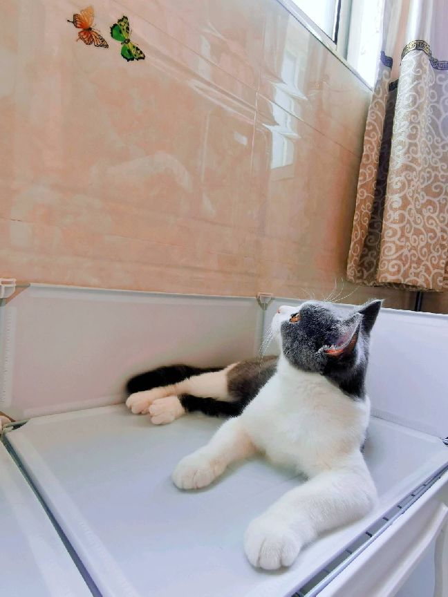 猫图片|宠物猫|猫咪|